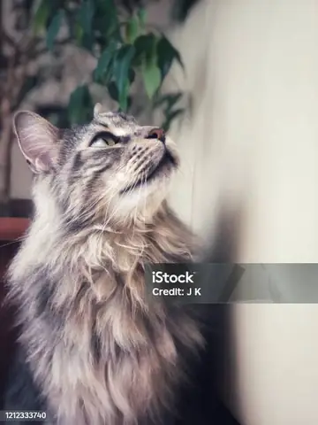 Hướng Dẫn Tải Xuân Thu Truyền Kỳ Ios Full Crack