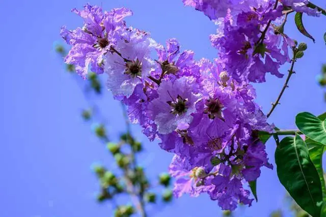 Hoa Tím Bằng Lăng (linh Châu) - Thanh Kim Huệ - Thanh Tuấn