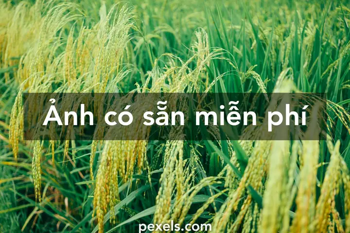 000.000+ Ảnh Đẹp Nhất Về Cánh Đồng Lúa · Tải Xuống Miễn Phí ... 000.000+ Ảnh Đẹp Nhất Về Cánh Đồng Lúa · Tải Xuống Miễn Phí ...