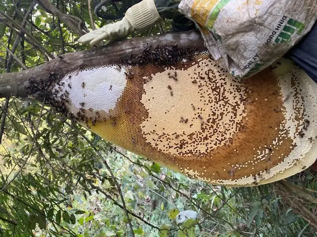 Mật Ong Rừng Là Gì, Phân Biệt Mật Ong Rừng Với Mật Ong Nuôi Đúng ...