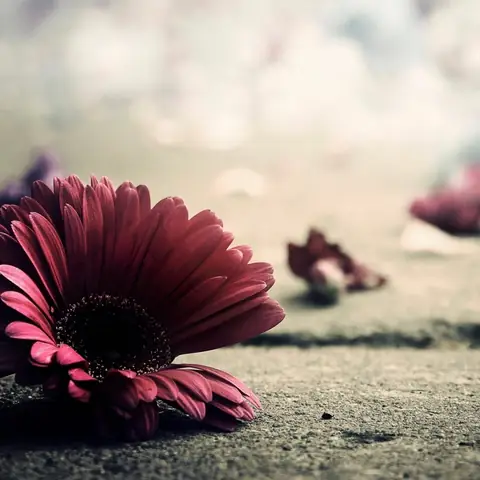 Stream Là Tự Em Đa Tình (是我在做多情种) - Hồ Dương Lâm ...